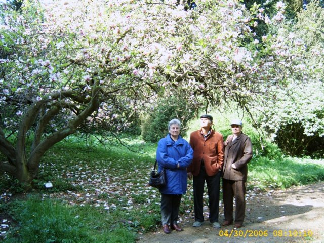 magnoliaalatt.jpg